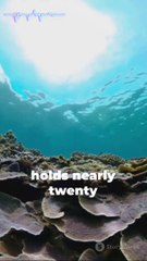 Ten curiosities about the world of seas and oceans