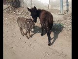 cute donkeys enjoying the nature