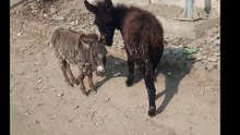 cute donkeys enjoying the nature