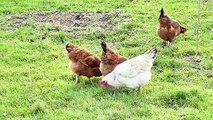 Organic Poultry Farming by SRB Farm