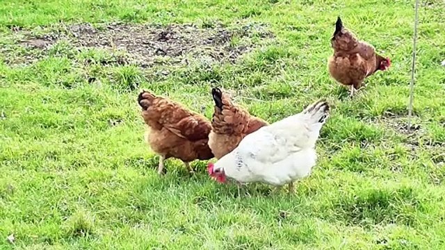Organic Poultry Farming by SRB Farm