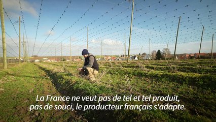 "La tête hors de l'eau" grâce au houblon, un jeune agriculteur manifeste