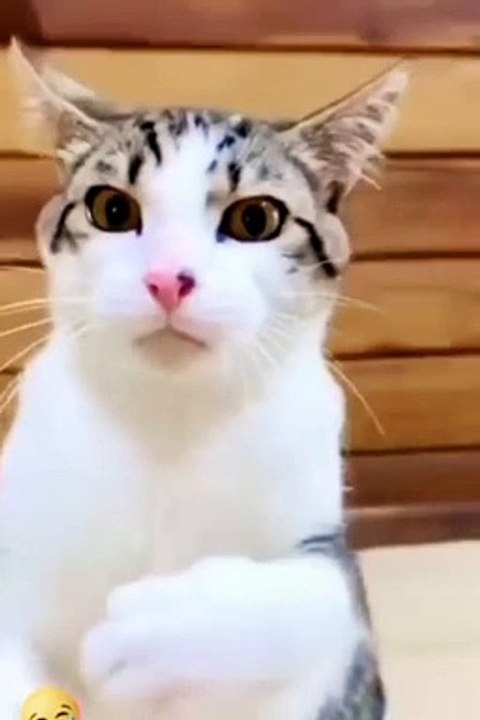 Boxing Cat