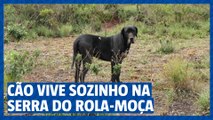 Cachorro vive sozinho na Serra do Rola-Moça