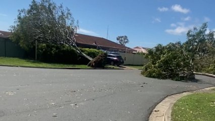 No shortage of fallen trees in the wake of destructive tornado in Gold Coast, Australia
