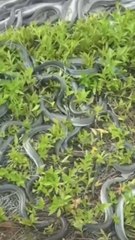 Incroyable : Des Pluies d'Animaux Se Produisent Partout dans le Monde 🐦