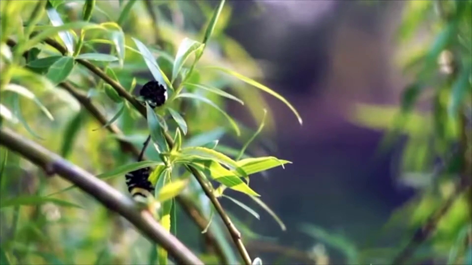 ⁣8D Nature Sounds _ Relaxing Nature ASMR