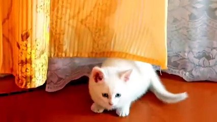 Films _Life of a little white foster kitten_.A smart kitten.#respect #funnycat #video
