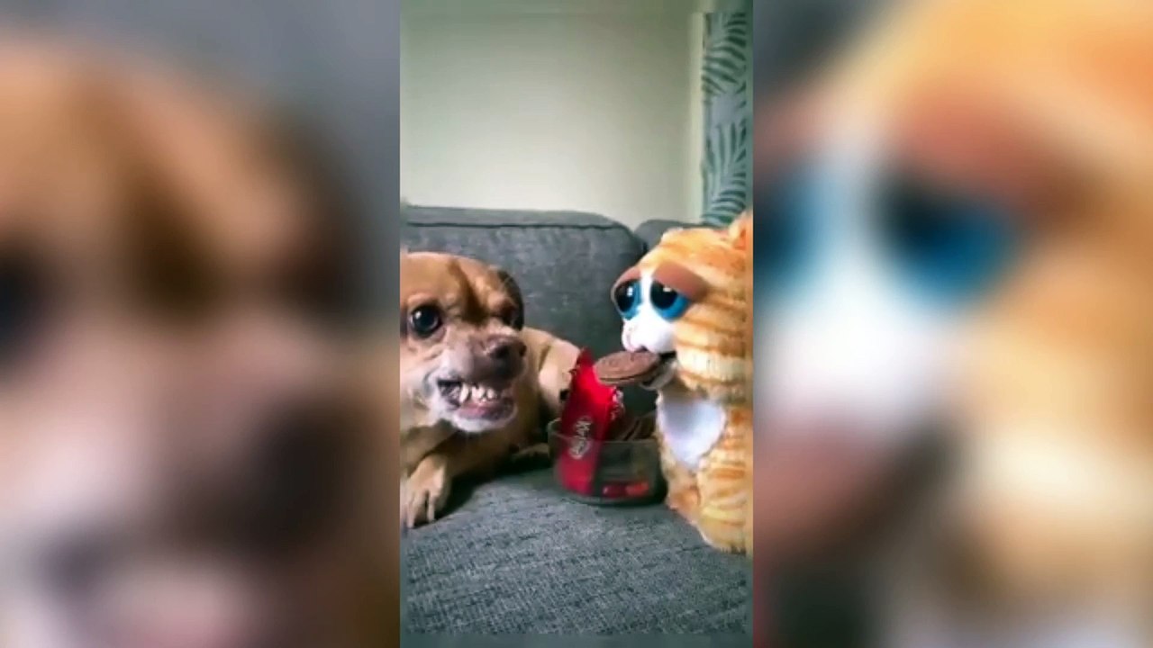 Laugh Out Loud with Dogs: Funniest Moments Compilation