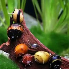 Snail Facts