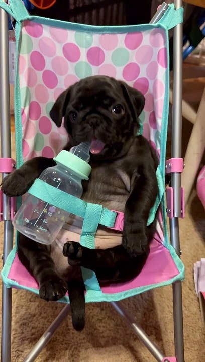 Perfect Pug Baby Sits In Stroller