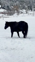 Dark Horse Could Be Walking Either Direction