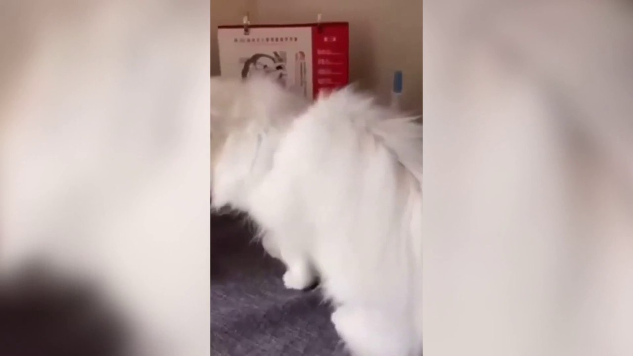 The Ultimate Cat Comedy Compilation - video Dailymotion