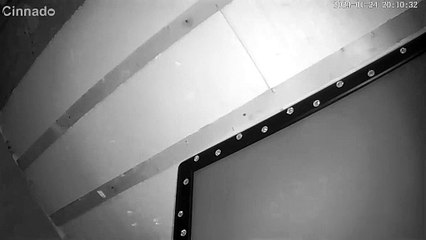 Cat Stares Into New Camera