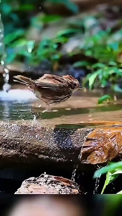 This lovely Puff-throated Babbler hopes you all have a wonderful day. ❤  #nature #birds #wildlife #travel #peace