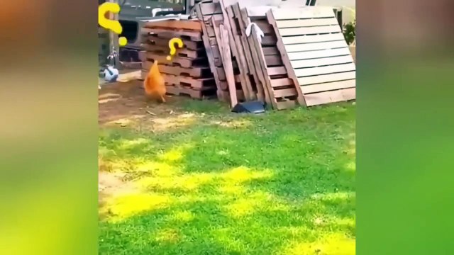 Funny Girls Fails 2024 TRY NOT TO LAUGH, Best Funny Videos Compilation, Best Girl Fails Of The Year Memes 2024 Instant Regret Compilation 2024 #34