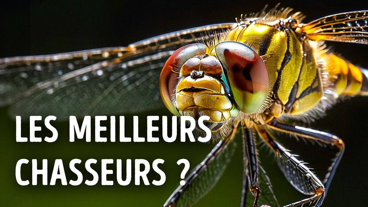 Si les libellules étaient plus grandes, elles domineraient la chaîne ...