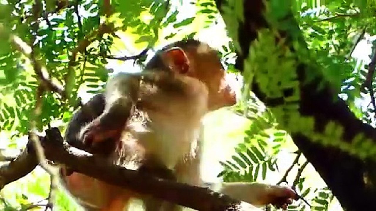 Poor Sada escape himself far from conflict of group monkey, Sada feels so scary to hide on the tree (720p_25fps_H264-192kbit_AAC)