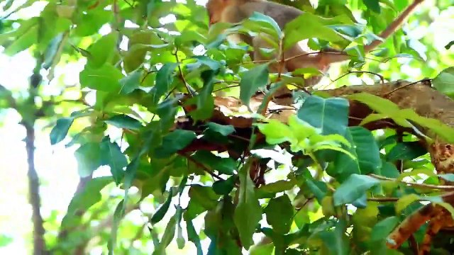 Poor Sada is really afraid of group female making conflict of each other, he run escaping out far (720p_25fps_H264-192kbit_AAC)