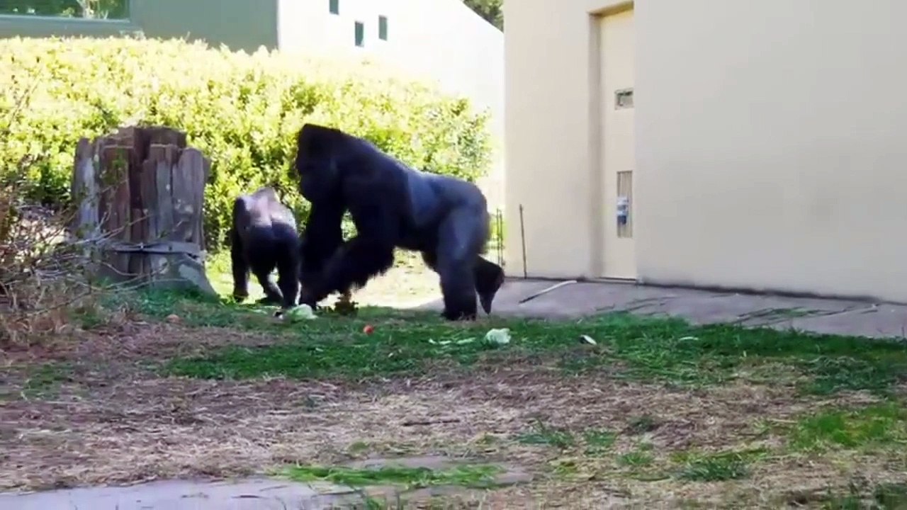 Gorilla