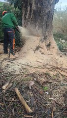 talar árbol gigante