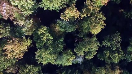 Découverte : Qui a réellement conduit à la chute de l'Empire romain ? 🏛️