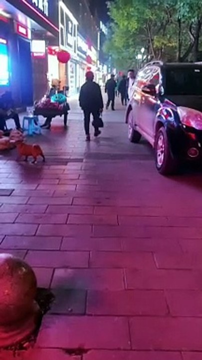 A cute dog playing with balloon wonderfully | Viral videos | trending hacks | Facts