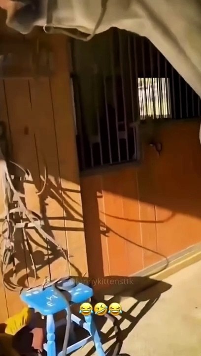 FUNNY CATS