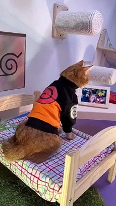 NINJACAT