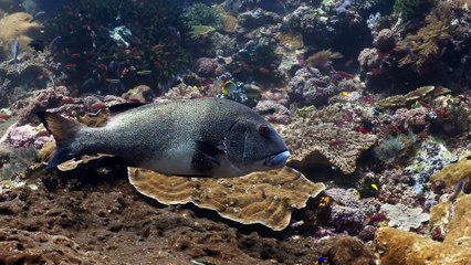 Atlantic ocean, amaizing views