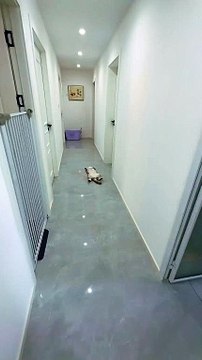 The cat pretending to be dead watch |viral videos | viral shorts | trending videos