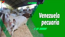 Cultivando Patria | Venezuela como productor de ganado de alta genética
