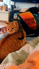 A savage squirrel is eating cat |wonder video |viral videos |funny shorts