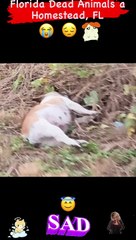 Florida Dead Animals a Homestead, FL 2023
