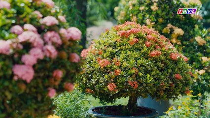 Tết Sum Vầy - Tập 1 - Phim Hài THVL