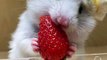 Squirrel Eating Strawberry | Animals Funny Reactions | Animals Satisfying Videos | Squirrel Eat Food #animal #pets #squirrel #fun #love #cute #beautiful