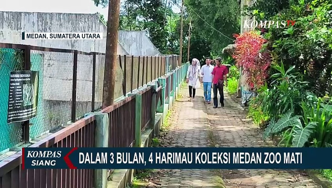Dalam 3 Bulan Terakhir, 4 Harimau Mati dan 4 Lainnya Sakit! Apa Respons Medan Zoo?