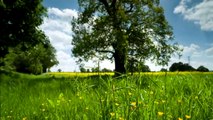 mixkit-countryside-meadow-4075-medium