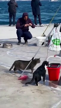 Poissons gratuits pour les chats