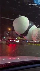 Un très gros panda gonflable s'évade