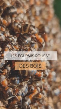 Les fourmis se réchauffent à la fin de l'hiver