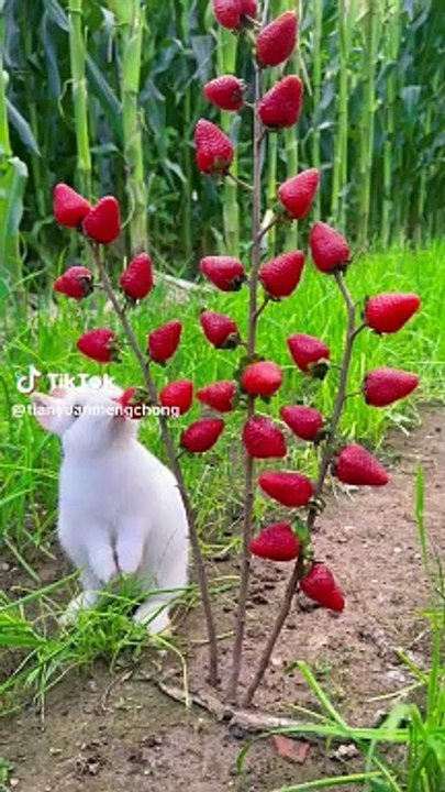 Cute Bunny / Rabbit Eating Winter Strawberries