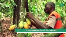 [#Reportage] Gabon  le gouvernement veut relancer la filière Café cacao