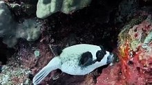 Masked fish