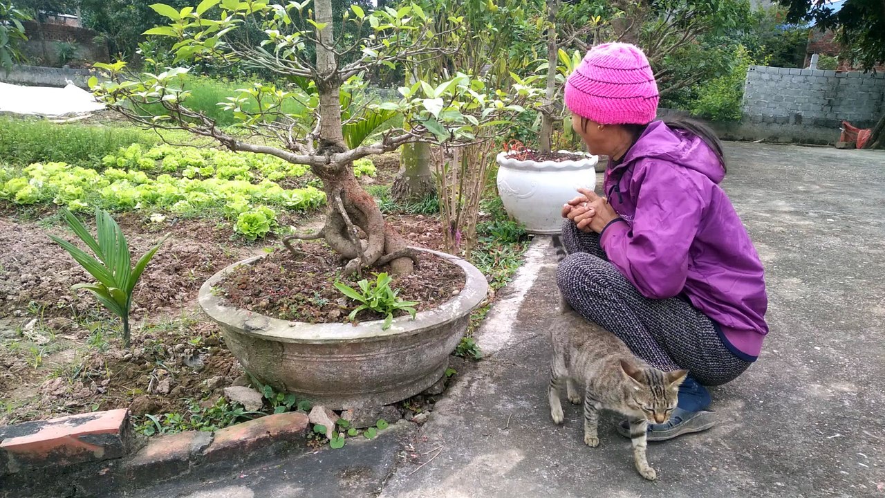 cat cute p19