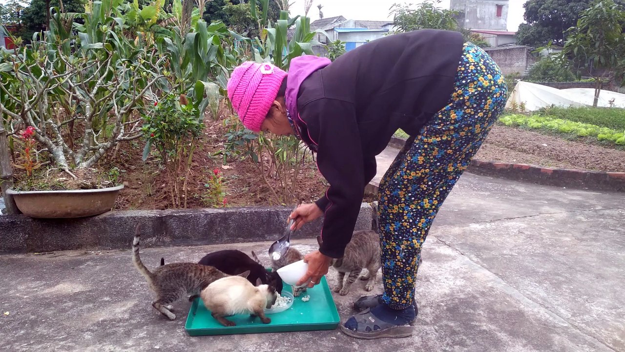 cat cute p17