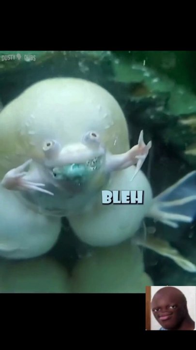 funny moment of Reptile/Amphibian Compilation