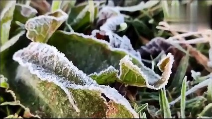 अरे ये क्या! बर्फ की चादर से घिरा ऊटी बना मिनी कश्मीर, देखने वाले हो रहे हैरान