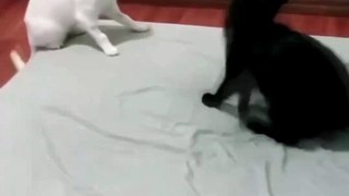 the cat wrestling