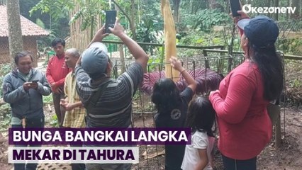 Bunga Bangkai Langka Berukuran Raksasa Mekar di Tahura Bandung